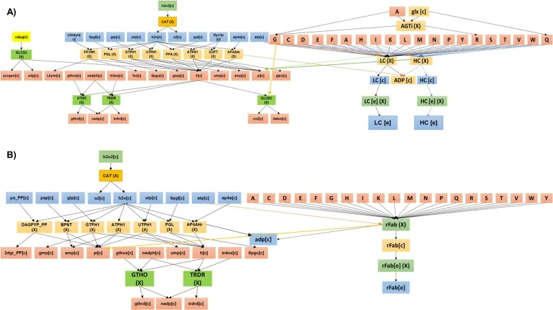 The biograph of metabolic networks with specific reaction targets predicted by FSEOF. A) Full-length TCZ consists of LC and HC as desired products, and B) rFab as the desired product for the Fab fragment. Single letters in capital are specific reactions for amino acids (denoted as single-letter code