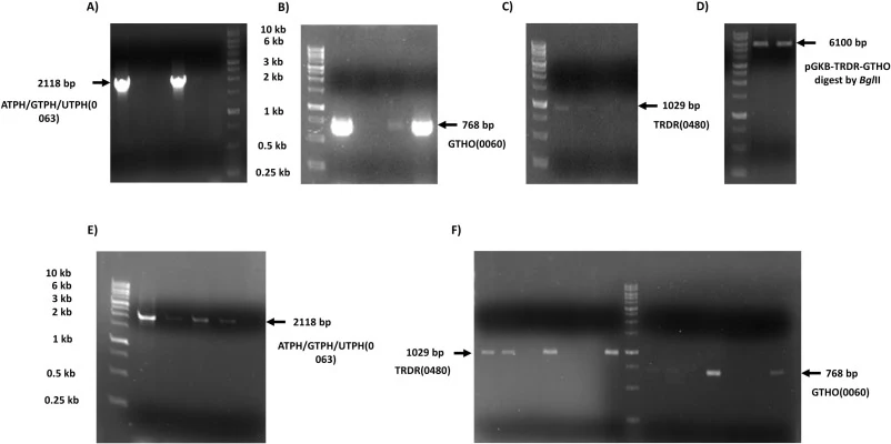 Agarose gel image of PCR amplification and restriction digestion for the construction of expression vectors and genomic integration. (A) PCR amplification of gene PAS_chr1-1_0063 (lane 1–4: pcr product, 5–1 Kb DNA ladder), (B) PAS_chr2-1_0060 (Lane 1: ladder, 2–5: pcr product), (C) PAS_chr2-2_0480 (