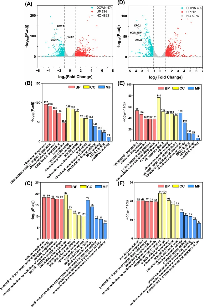 Transcriptomic analysis of the cold-sensitive W98 and W107 in response to low temperature. (A, D) Volcano plots of all detected genes for the comparisons W98_10 °C vs 30 °C (A) and W107_10 °C vs 30 °C (D), showing log2(Fold Change) and significance levels (−log10(P-adj)). (B, E) GO enrichment analys