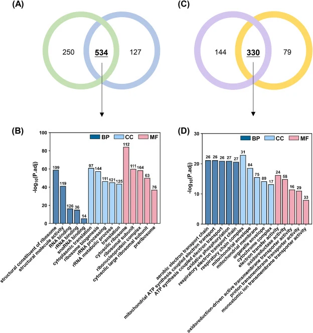 GO classification of co-upregulated and co-downregulated genes in the two cold-sensitive strains W98 and W107. DEGs from W107 and W98 were divided into up-regulated and down-regulated groups and subjected to separate GO enrichment analyses. (A) Venn diagram and (B) GO term distribution (BP, CC, MF)