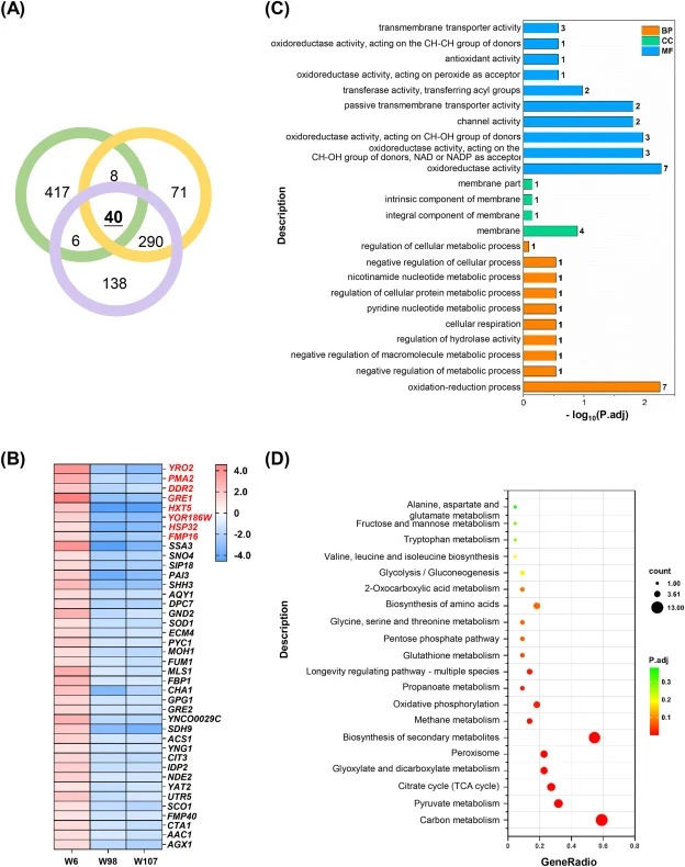 Intersection analysis identifies 40 genes with opposite expression patterns between cold-tolerant and cold-sensitive strains. (A) Venn diagram exhibiting the intersection of up-regulated genes in W6_10 °C vs 30 °C (green circle) and down-regulated genes in W98_10 °C vs 30 °C (purple circle) and W107