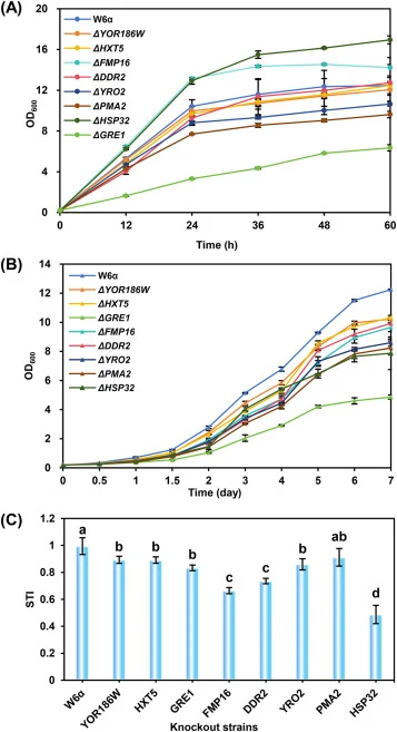Functional validation of eight core candidate genes reveals distinct roles in cold adaptation and temperature-dependent fitness effect. The parental W6α and derivative single-gene deletion mutants (ΔFMP16, ΔYOR186W, ΔHXT5, ΔYRO2, ΔDDR2, ΔHSP32, ΔPMA2, ΔGRE1) were cultured with YPD medium at 30 °C fo