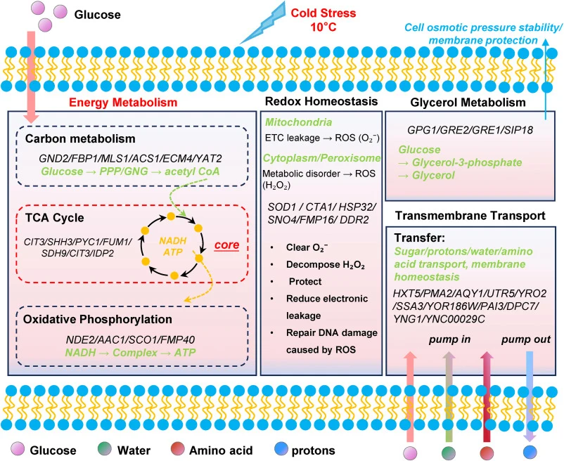Schematic diagram of the cold adaptation mechanism in S. cerevisiae. Cold stress triggers coordinated regulation of multiple pathways in cold-tolerant strain W6 to maintain cell viability: Carbon metabolism provides acetyl CoA for the TCA cycle; oxidative phosphorylation generates ATP via the electr