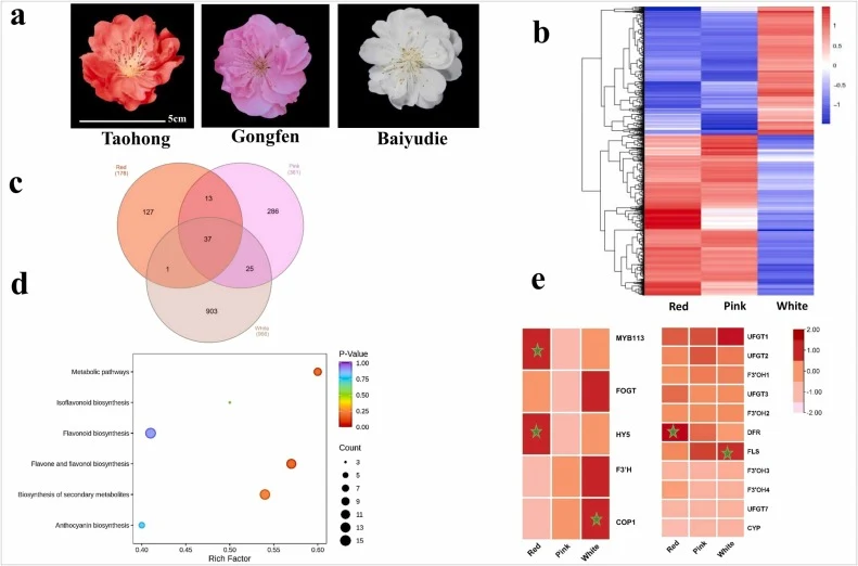 Flower color morphology and transcriptome analysis of P.mume flower color related genes (a) P.mume cultivars, Red, (Taohong), Pink (Gongfen) and White (Baiyudie) at full bloom stage S8 (b) FPKM based interactive Heatmap of differentially expressed genes between red, pink and white flower phenotypes