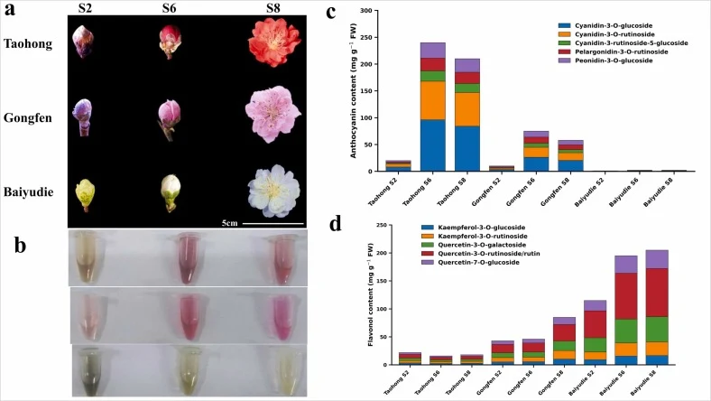Anthocyanins and flavonols biosynthesis and flower color variation during P.mume flower development (a) Images of red, pink and white P.mume cultivars as recorded at three developmental stages S2 (bud swelling), S6 (petals clearly visible) and S8 (full blooming) (b, c) Proportions of major anthocyan