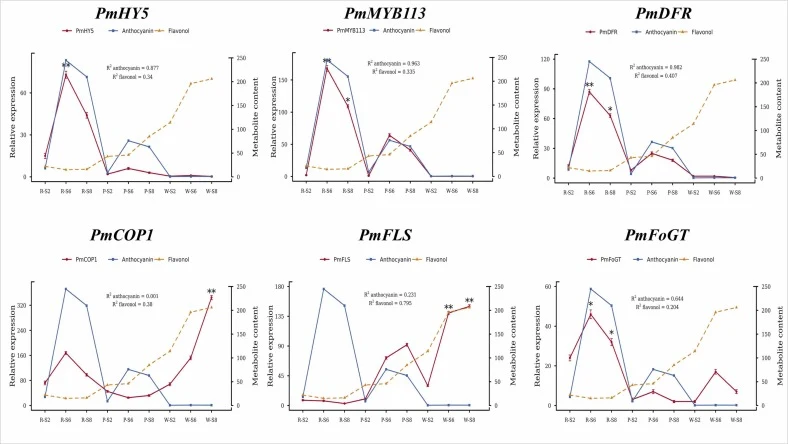 RT-qPCR expression analysis and Pearson correlation analysis of 6 selected candidate genes from associated with anthocyanins biosynthesis during flower development in P.mume. The y-axis on left side shows the relative expression values while the right y-axis shows anthocyanin and flavonols content**