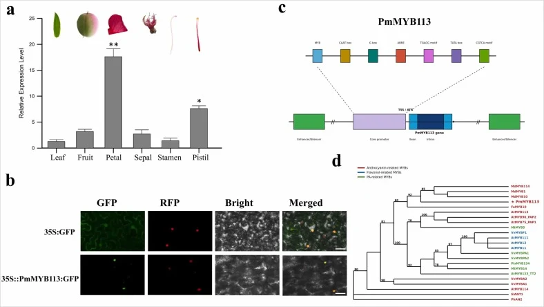 Molecular characterization of PmMYB113 (a) RT-qPCR expression analysis of PmMYB113 in floral tissues and leaf of red flower P.mume cultivar Taohong. (b) Subcellualr localization of PmMYB113 in the leaf epidermal cells of N.benthamiana. Nuclear localized red fluorescent protein was used as marker (c)