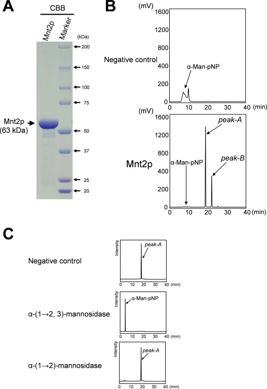 Expression of Mnt2p and in vitro assay of Mnt2p mannosyltransferase activity. A, Purified recombinant Mnt2p (5 μg) was separated by 5–20% SDS-PAGE and stained with Coomassie brilliant blue, revealing bands of approximately 60 kDa. B, In vitro assay of Mnt2p mannosyltransferase activity. Chromatogram