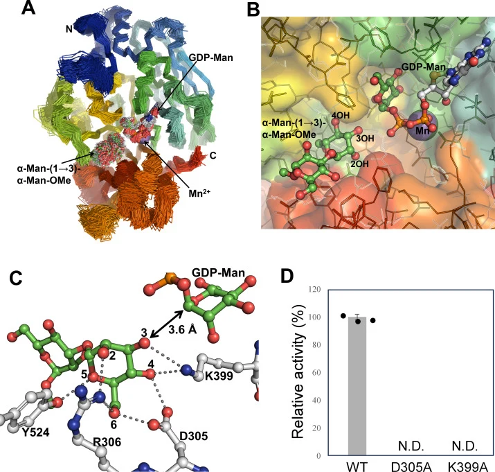MD simulation and mutational analysis of the acceptor-binding site of Mnt2p. A, Superposition of representative structures from the 257 clusters. The clustering analysis based on the RMSD of the main protein chain atoms was performed on the final 450 ns of the MD trajectory, using a 1.0 Å RMSD cut-o