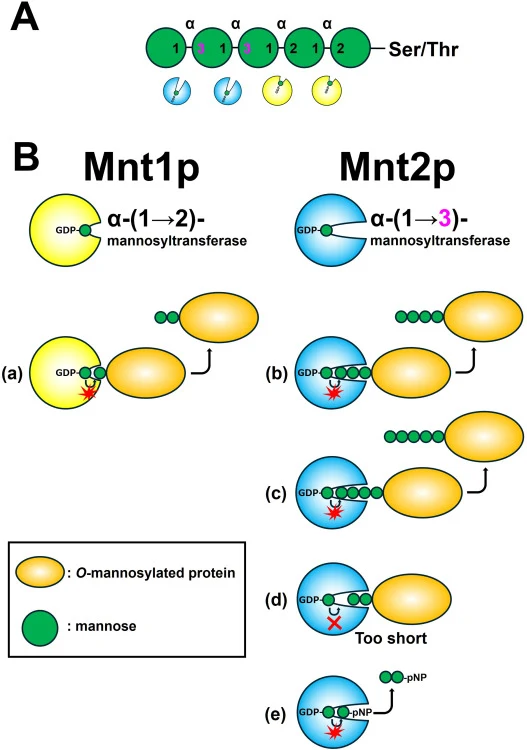 Structure of the O-glycan chain and schematic model for the chain-length-dependent substrate specificity of Mnt1p and Mnt2p. A, Schematic representation of a typical O-glycan structure in S. cerevisiae. Five mannose residues are linked to a Ser/Thr residue of the polypeptide. Numbers inside the circ