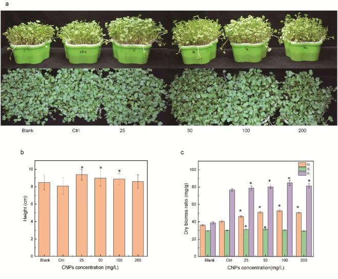 Effects of CNPs on the growth characteristic traits of radish microgreens. (a) Visual morphological indicators of radish microgreens, (b) changes in plant height, and (c) N, S, and K elemental contents in radish microgreens. All treatments were subjected to an 8-day hydroponic cultivation period at