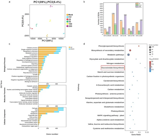 Transcriptomic analysis of radish microgreens treated with different concentrations of CNPs. (a)PCA relationships of radish microgreens subjected to varying concentrations of CNPs. (b)Diagram of DEGs. (c) GO enrichment analysis and (d) KEGG pathway enrichment analysis. The two enrichment analyses re