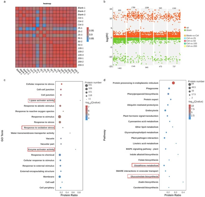 Proteomic analysis of glucosinolate biosynthesis in radish microgreens treated with CNPs. (a) Heatmap of sample relationships correlation analysis. (b) Multigroup comparative volcano plot analysis of DEGs of six groups. (c) GO terms and (d) KEGG pathway enrichment analysis. The two enrichment analys