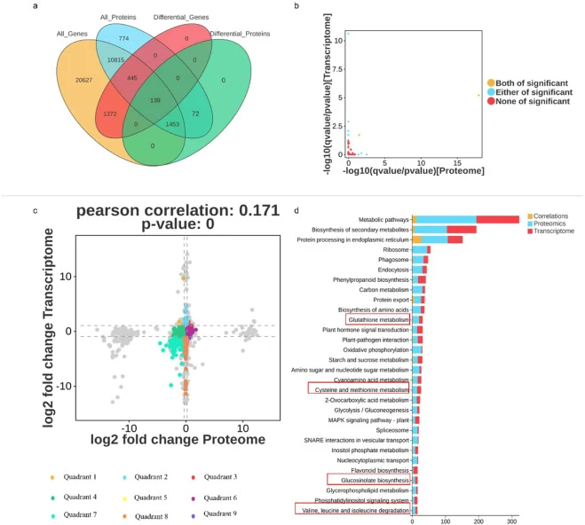Integrated transcriptomic-proteomic analysis of Ctrl versus 200 mg/L CNP treated radish microgreens. (a) Venn diagram illustrating overlapping DEGsand DEPs. (b) Nine-quadrant matrix analysis for cross-omics target identification. (c) KEGG pathway intersection analysis. Radish microgreens were hydrop