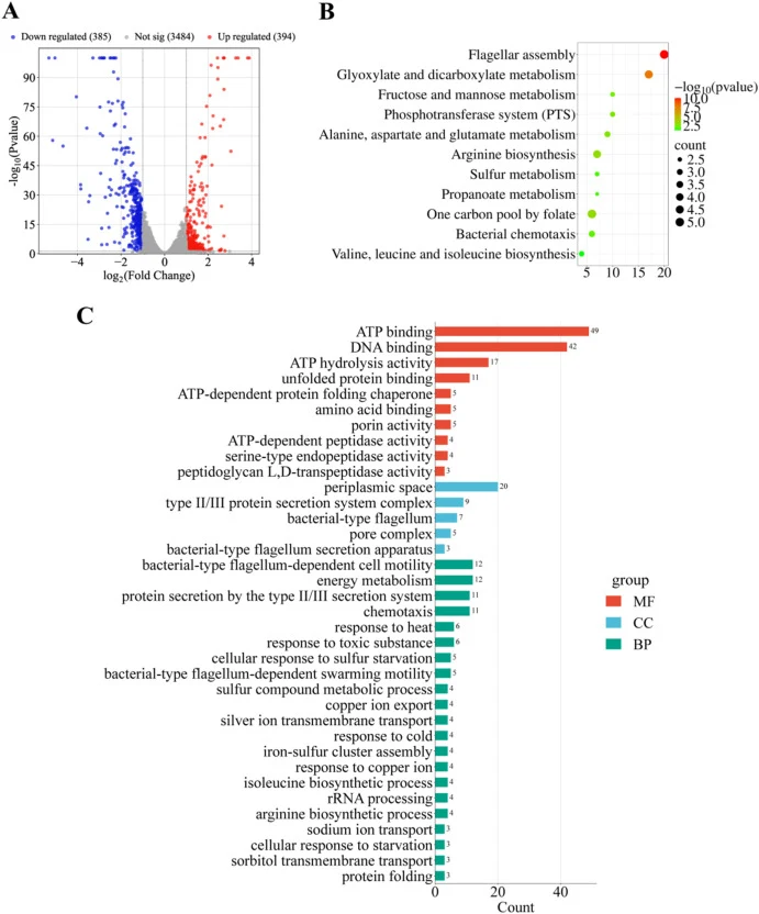 Transcriptomic data analysis of E. coli under 1,6-HDO stress. (A) Volcano plot of DEGs under 1,6-HDO stress. (B) KEGG enrichment analysis of DEGs. (C) The classification analysis of GO pathways.