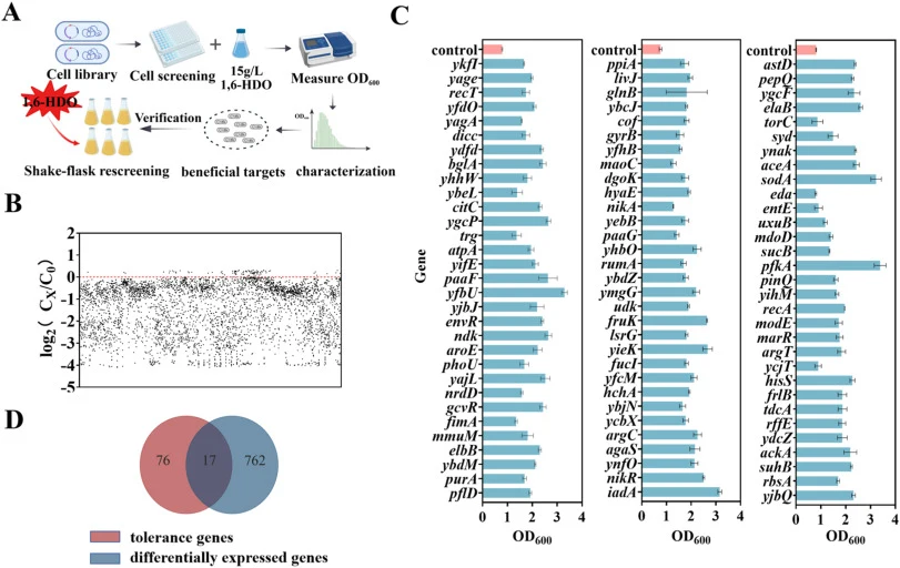 Screening and validation of tolerance-conferring gene elements in E. coli KA-12 (AG1) under 1,6-HDO stress. (A) Schematic workflow of ASKA whole-genome library screening under 15 g/L 1,6-HDO stress. (B) Tolerance gene elements obtained after screening, with strains above the red line selected as can