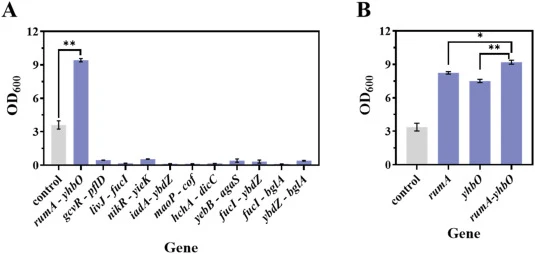 Screening of recombinant strains harboring combinations of tolerance gene elements and comparison of their tolerance performance with single gene elements. (A) Screening of recombinant strains harboring combinations of tolerance gene elements. (B) Comparison of tolerance performance between combinat
