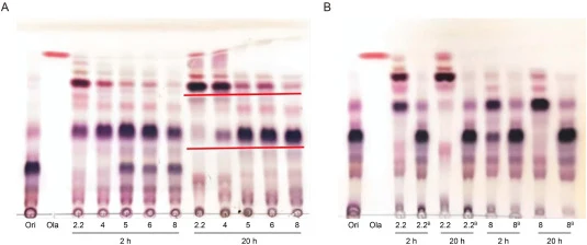 TLC analysis of quinoa saponin biotransformation. (A) Products obtained after 2 h and 20 h of crude enzyme solution at different pH values. (B) Control experiments with buffer at pH 2.2 and 8.0. Ola: Oleanolic acid standard. 2.2B: pH 2.2 buffer solution. 8B: pH 8 buffer solution. Ori: the untreated