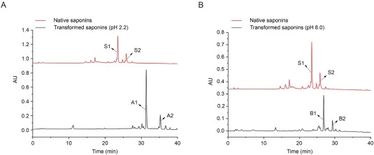 藜麦皂苷的HPLC色谱图。(A) pH 2.2生物转化后(S1、S2为主要天然皂苷;A1和A2为主要产物)。(B) pH 8.0生物转化后(S1、S2为主要天然皂苷;B1、B2为主要产物)。