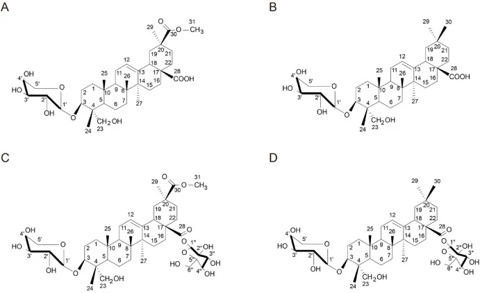 Structural formula of the isolated saponins. (A) A1: 3-O-α-L-arabinopyranosyl phytolaccagenic acid (Novel compound). (B) A2: 3-O-α-L-arabinopyranosyl hederagenin. (C) B1: 3-O-α-L-arabinopyranosyl phytolaccagenic acid 28-O-β-D-glucopyranosyl ester. (D) B2: 3-O-α-L-arabinopyranosyl-hederagenin-28-O-β-