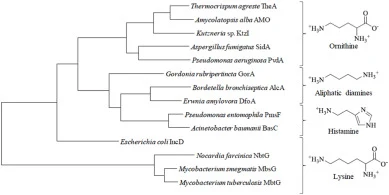Molecular phylogenetic analysis of reported NMOs by Maximum Likelihood method as determined by MEGA7 [12]. The substrate the enzymes hydroxylate are specified for each cluster.