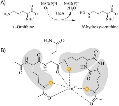 A) Reaction catalyzed by TheA. B) Proposed structure of T. agreste siderophore, Thermochelin [19]. Atoms derived from L-ornithine are shaded in gray, and the oxygen incorporated by TheA is shown in yellow. (For interpretation of the references to colour in this figure legend, the reader is referred