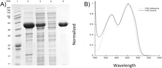 (A) TheA纯化各步骤样品的SDS-PAGE。1-分子量标准梯,2-沉淀,3-上清,4-流穿液,5-300 mM咪唑洗脱液。(B) 纯化TheA的紫外-可见分光光度分析。
