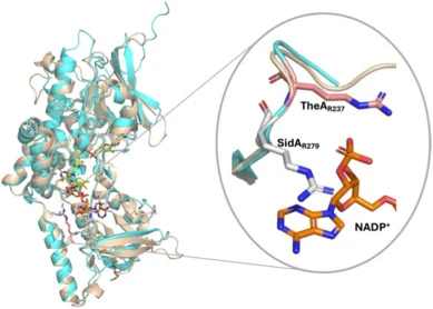 Structural analysis of TheA. Overlay of SidA (gold, PDB ID: 4B63) and the AlphaFold model of TheA (blue). The inset shows that the position of R279 in SidA allows it to form hydrogen bonds and π-cation interactions, whereas R237 in TheA is only capable of forming hydrogen-bonding interactions, as no