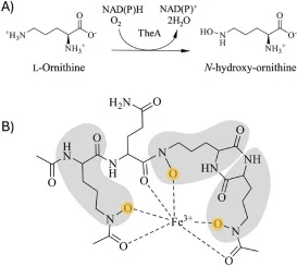 Hydroxamate formation in Thermochelin biosynthesis