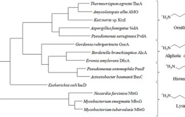 嗜热放线菌TheA酶催化Thermochelin生物