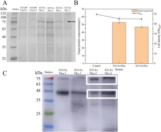Protein expression of strains X33-EsTKα and X33-EsTKγ. (A) SDS-PAGE analysis of X33-EsTKα and X33-EsTKγ strains after 120 h of incubation. Lanes (in order) are as follows: marker, X33/pPICZαA-1, X33/pPICZαA-2, X33-EsTKα-1, X33-EsTKα-2, X33-EsTKγ-1, and X33-EsTKγ-2. (B) Target protein expression and