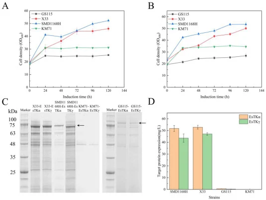 Expression of EsTKα and EsTKγ in four host strains with distinct genetic phenotypes. (A) Growth of the four host strains expressing EsTKα. (B) Growth of the four host strains expressing EsTKγ. (C) SDS-PAGE analysis of EsTKα and EsTKγ proteins secreted by the different host strains. Lanes (in order)
