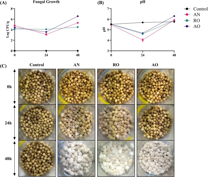 (A) Fungal growth (Log CFU/g), (B) pH and (C) pictures of MSKs fermented with A. niger, R. oligosporus and A. oryzae (top to bottom) at 30 °C for 48 h. Control: uninoculated MSK; AN: Aspergillus niger; RO: Rhizopus oligosporus; AO: Aspergillus oryzae.
