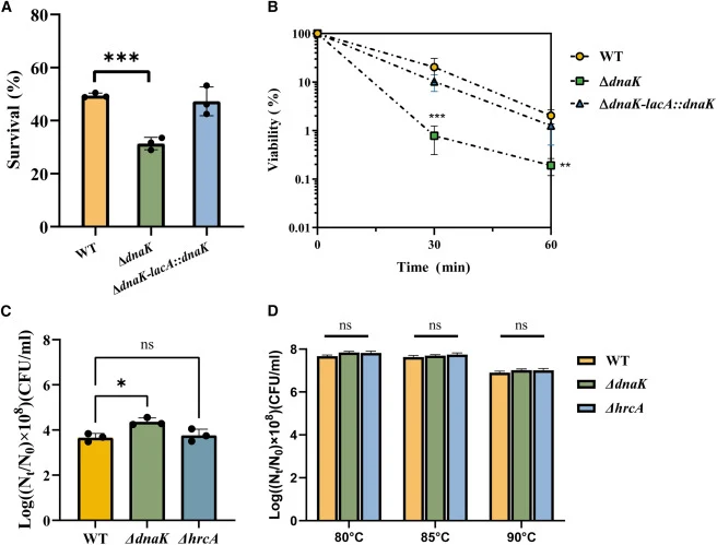 Analysis of spore resistance under diverse conditions (A and B) Chemical resistance measures were (A) lysozyme resistance and (B) sodium hypochlorite resistance. Each percentage is the mean of results from three replicate experiments, each performed with a different prepared spore suspension. (C) Me
