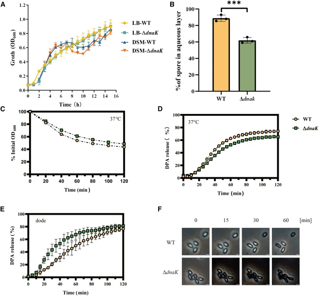 Analysis of the physiological functions of dnaK mutant spores (A) Growth curves in LB medium and sporulation curves in DSM medium. (B) Relative spore hydrophobicity determined using the BATH assay. (C–F) The germination was induced using L-Ala (C and D) or dodecylamine (E and F) and measured as the