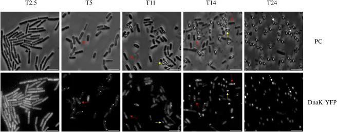 Phase-contrast and fluorescence microscopy analysis of strains carrying the fusion protein DnaK-YFP at different times of sporulation Time is calculated from inoculation into the sporulation medium. T2.5, cell growth; T5, sporulation start; T11, spore coat formation; T14, sporulation later stage; an