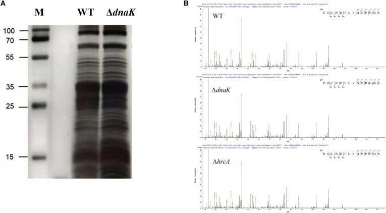 Detection of spore coat proteins (A) 15% SDS-PAGE of the proteins extracted from the coat of WT and ΔdnaK spores. Lane M is 100 kDa protein marker. (B) Extracted MS2 spectrum of phosphorylated CotG peptides from three samples. Phosphorylation sites are indicated in red within the peptide sequence. b