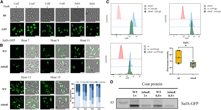 Fluorescence localization and protein expression detection of morphogenetic proteins (A) Fluorescence microscopy analysis of spores carrying the fusion protein. The presence (+) or absence (−) of DnaK is indicated. Localization of morphogenetic proteins of B. subtilis representing different spore co
