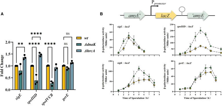 DnaK influences the transcriptional regulation of sporulation regulators (A) Quantitative RT-PCR analysis of sigE, spoIIID, spoIVCB, and gerE transcript levels in wild-type, ΔdnaK and ΔhrcA strains during sporulation. Expression levels are presented as fold changes relative to the wild type. Data ar
