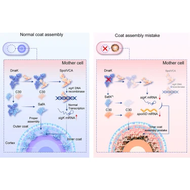 Chaperone protein DnaK-mediated regulation of spore coat ass