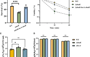 分子伴侣DnaK调控枯草芽孢杆菌芽孢衣组装的机制研究