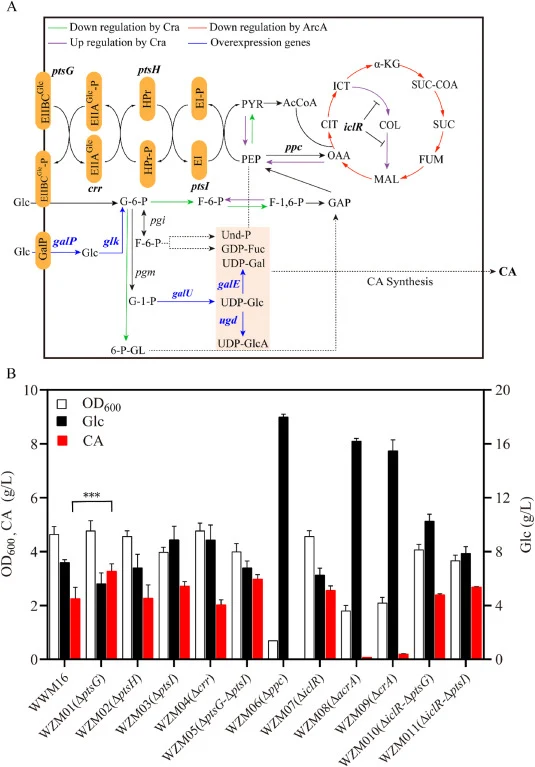 Influences of PTS and carbon metabolism regulators to CA biosynthesis in E. coli. (A). The relations among CA biosynthesis, PTS and central carbon catabolic regulators in E. coli. Glc, Glucose; G-6-P, glucose-6-phosphate; F-6-P, fructose-6-phosphate; F-1,6-P, fructose 1,6-bisphosphate; GAP, 3-phosph