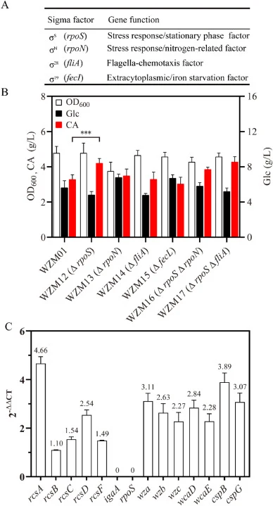 Influence of different sigma factors on CA synthesis in E. coli WZM01. (A). Comparison of mutants on sigma factors. (B). The cell growth, Glc consumption and CA production in E. coli WZM12, WZM13, WZM14, WZM15, WZM16, WZM17. (C). Transcriptional levels of key genes in E. coli WZM12, E. coli WZM01 as
