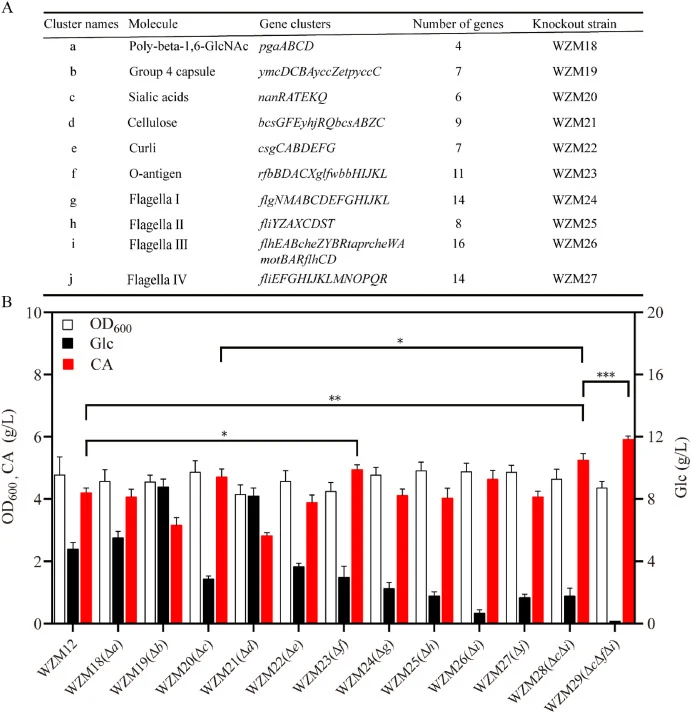 Influences of macromolecule biosynthesis on CA production in E. coli WZM12. (A). Comparison of mutants on different macromolecules. (B). The cell growth, Glc consumption and CA production in E. coli WZM18, WZM19, WZM20, WZM21, WZM22, WZM23, WZM24, WZM25, WZM26, WZM27, WZM28, and WZM29. The fermentat