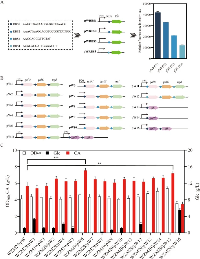 Improving CA production by accumulating the key precursors UDP-GlcA, GDP-Fuc and UDP-Gal in E. coli WZM29. (A). Screening the activity of RBS1, RBS2, RBS3, RBS4 in E. coli MG1655 by overexpressing GFP. (B). The comparison of different overexpression plasmids. (C). The comparison of cell growth, Glc