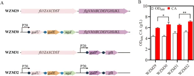 Chromosomal insertion of gene clusters galP-glk and/or galU-galE-ugd in WZM29 to construct plasmid-free CA producing E. coli strains. (A). Genotype comparison of different E. coli mutants. (B). The comparison of cell growth and CA production in WZM30, WZM31 and WZM32 strains. The fermentations were