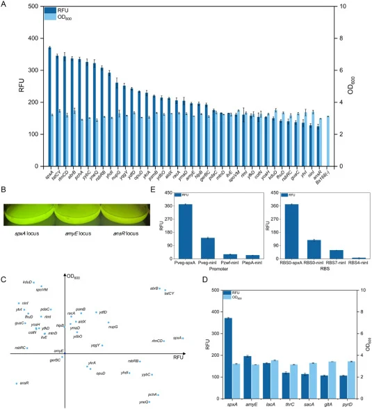Comprehensive assessment for integration sites library. (A) The relative fluorescence intensity of GFP and cell growth condition of constructed strains for candidate integration sites. The common integration site amyE was used as the positive control and B. subtilis 168 without integrating GFP was u