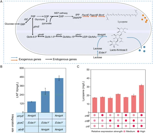 Construction of B. subtilis cell factories for the production of lacto-N-triose II and lycopene using identified integration sites. (A) The constructed biosynthetic pathway of lacto-N-triose II and lycopene in B. subtilis. pgi, glucose-6-phosphate isomerase; glmS, glucosamine-6-phosphate synthase; g