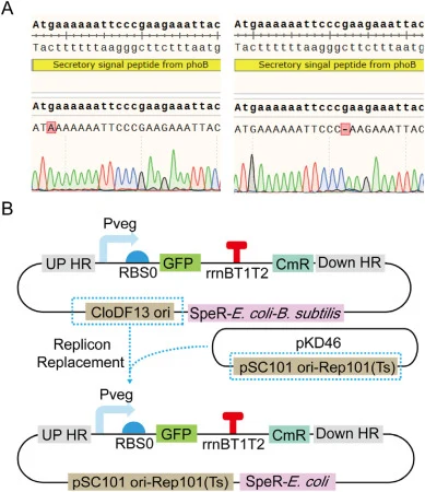 Construction of new shuttle vector with strong constitutive promoter for the production of secretory proteins in B. subtilis. (A) The mutation of secretory signal peptide in integrated plasmid for the production of secretory β-galactosidase. The strong constitute promoter Pveg with high transcriptio