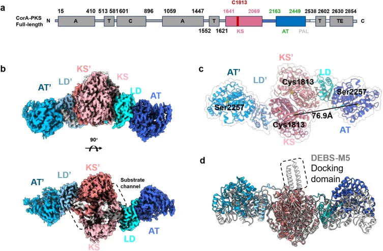 Domain architecture and cryo-EM structure of the CorA NRPS-PKS module. (a) Linear domain organization of full-length CorA-PKS, with unresolved regions marked. Catalytic Cys1813 in the KS domain is highlighted (unresolved regions are indicated in gray). (b) Cryo-EM structure of the CorA-KS-AT didomai